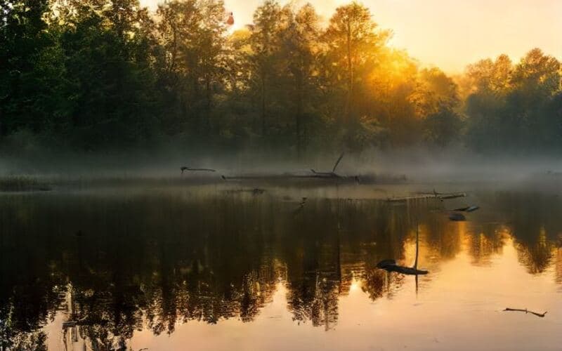 Podgląd strony Selwa, łowisko
